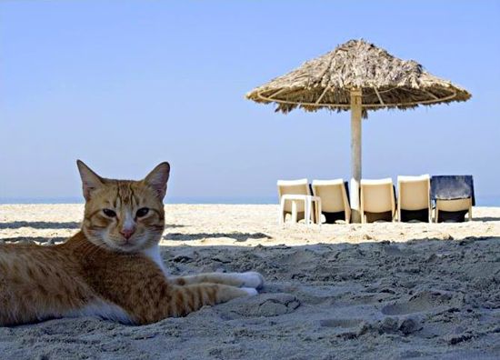 Op vakantie? Denk aan de kat!